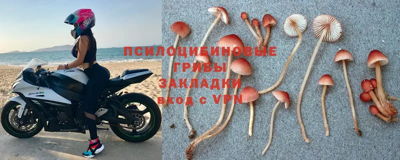 Галлюциногенные грибы Psilocybine cubensis  Нахабино 